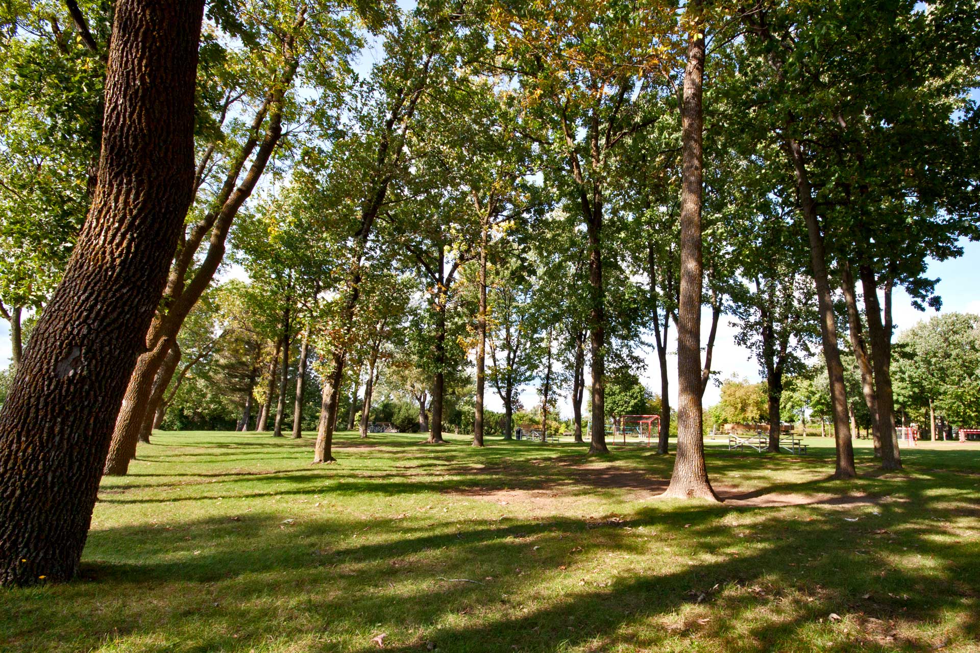 Espace vert avec arbres et gazon